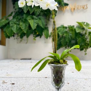 ORQUÍDEA WIN